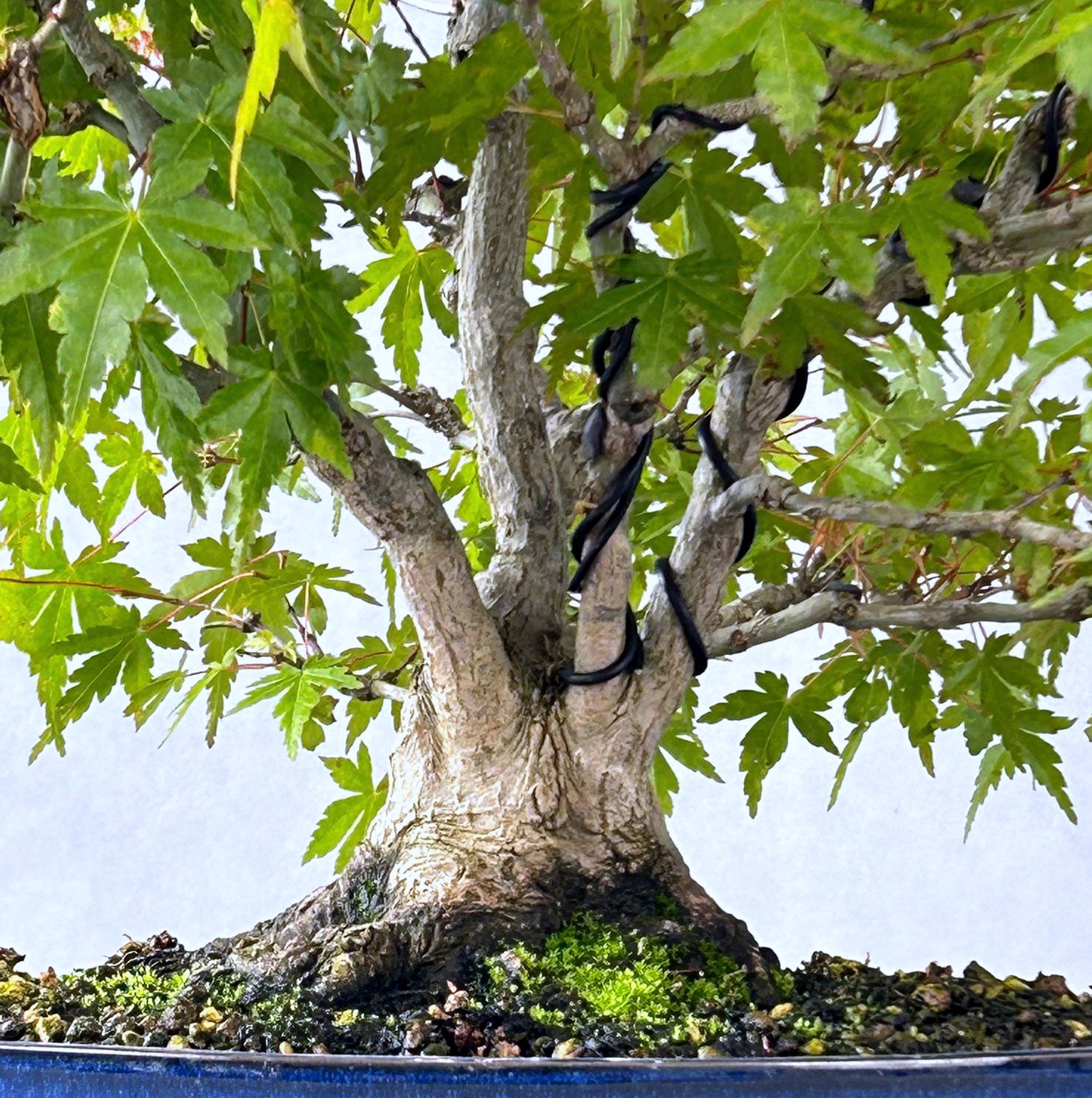 ARCE PALMATUM YAMAMOMIGI - Image 2